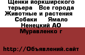 Щенки йоркширского терьера - Все города Животные и растения » Собаки   . Ямало-Ненецкий АО,Муравленко г.